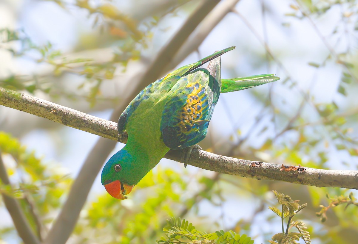 Blue-naped Parrot - ML620259095