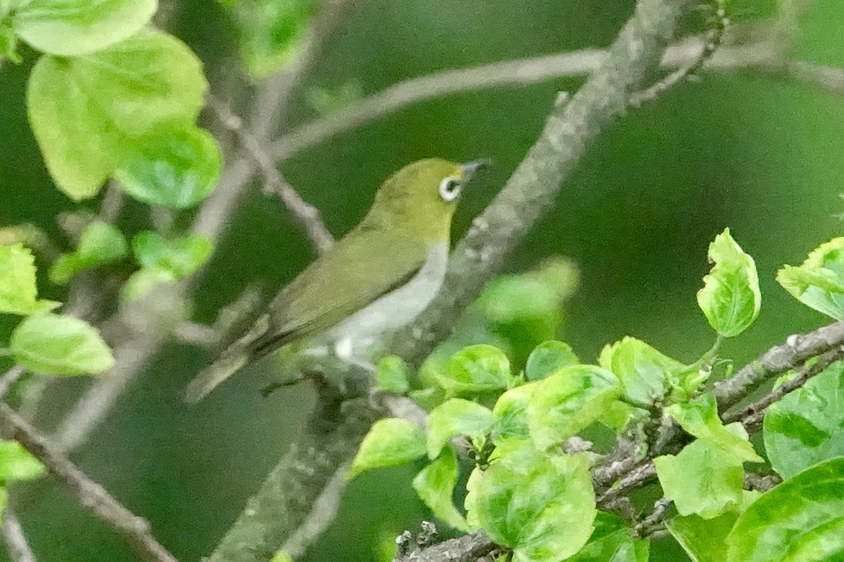 Swinhoe's White-eye - ML620259105