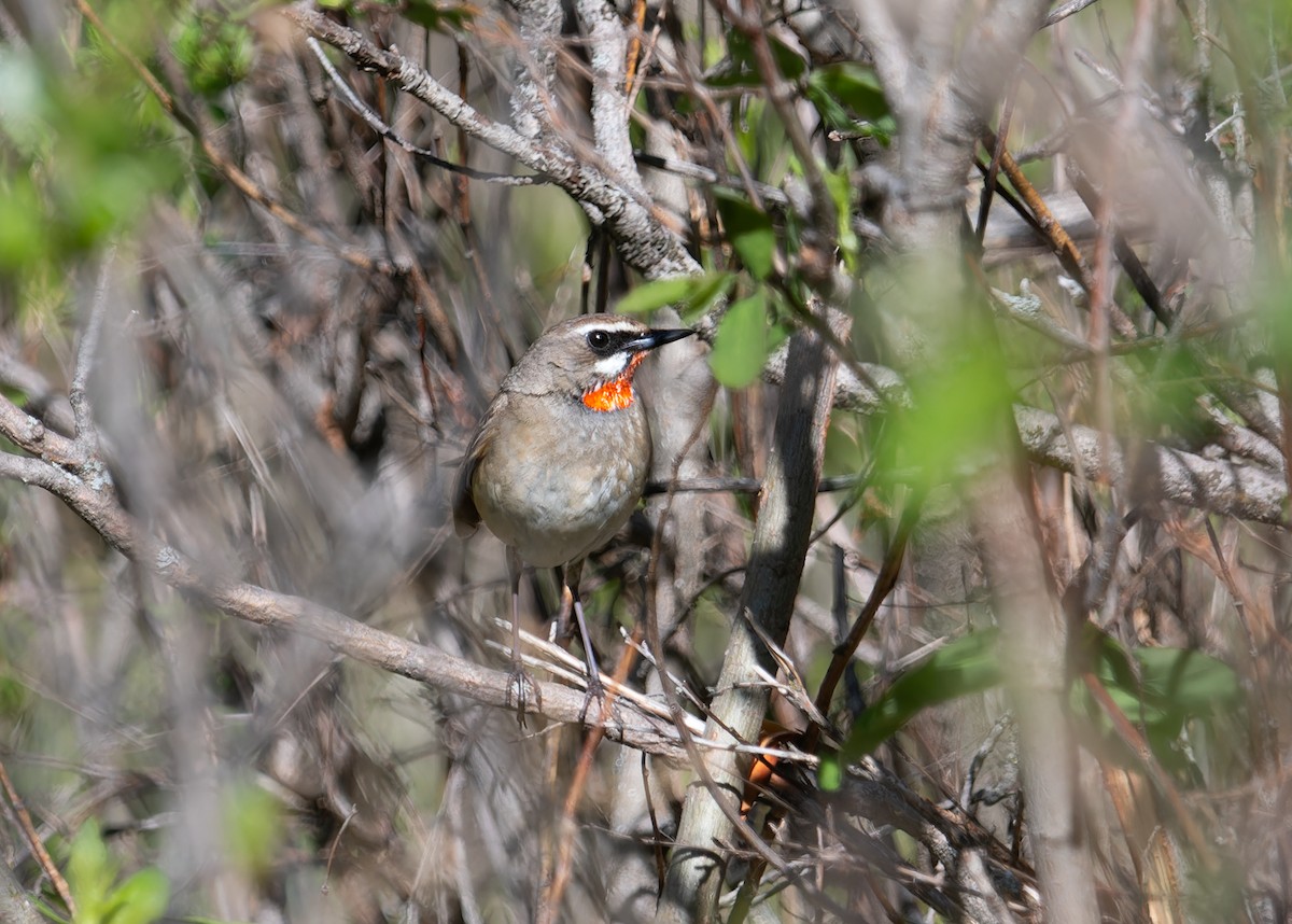 Siberian Rubythroat - ML620259108