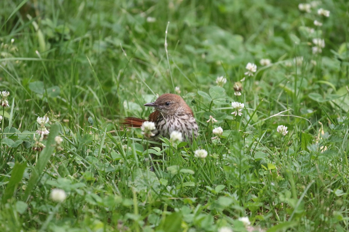 Brown Thrasher - ML620259117