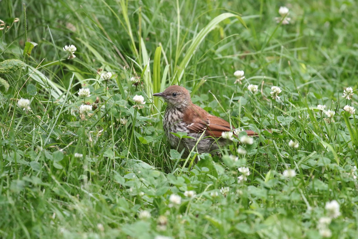 Brown Thrasher - ML620259119