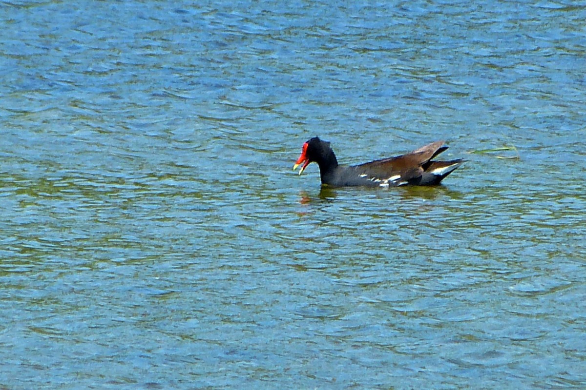 Gallinule d'Amérique - ML620259122