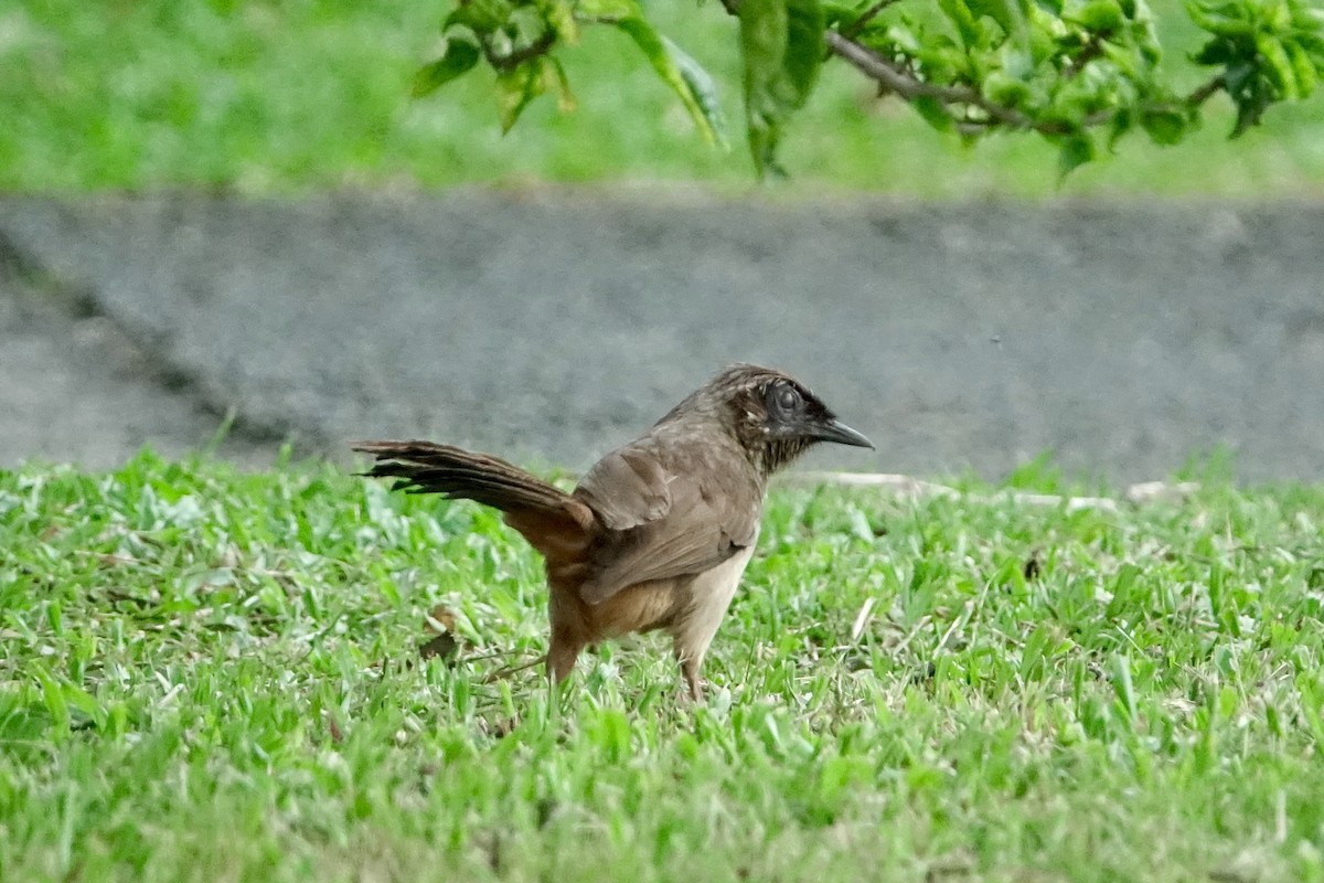 カオグロガビチョウ - ML620259126