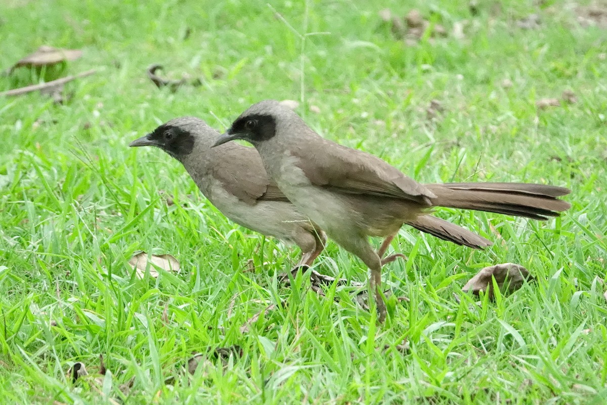 Masked Laughingthrush - ML620259127