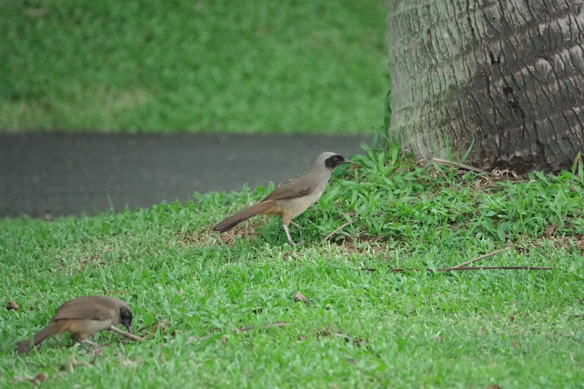 Masked Laughingthrush - ML620259128