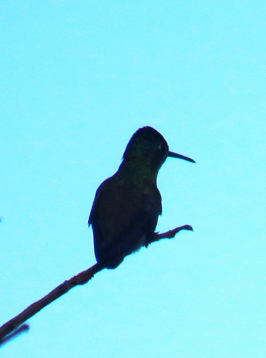 kolibřík azurovotemenný - ML620259147
