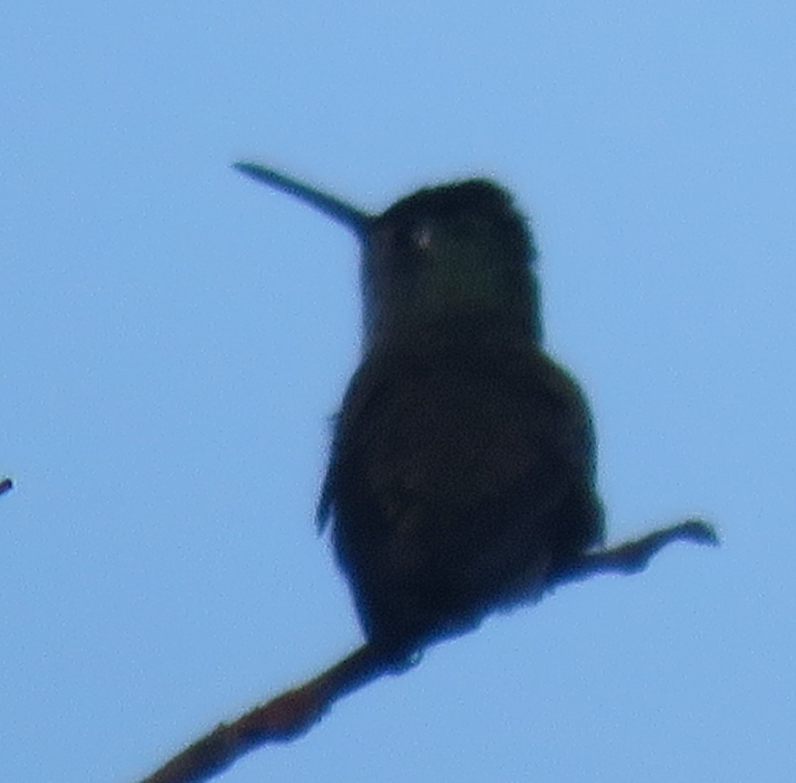 kolibřík azurovotemenný - ML620259148