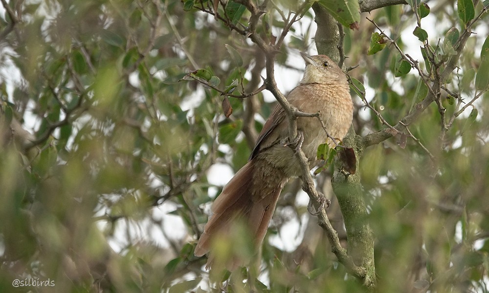 Freckle-breasted Thornbird - ML620259154