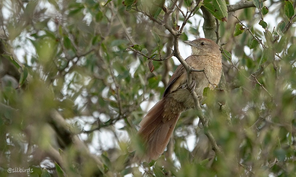 Freckle-breasted Thornbird - ML620259155