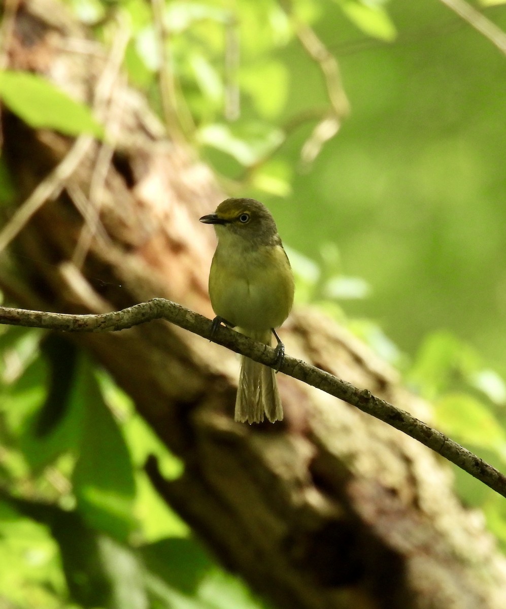 Vireo Ojiblanco - ML620259156