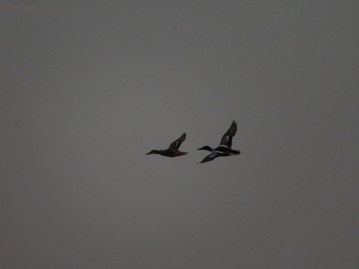 Northern Shoveler - ML620259158