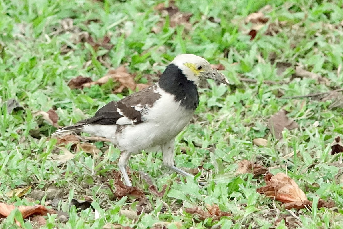 黑領椋鳥 - ML620259159