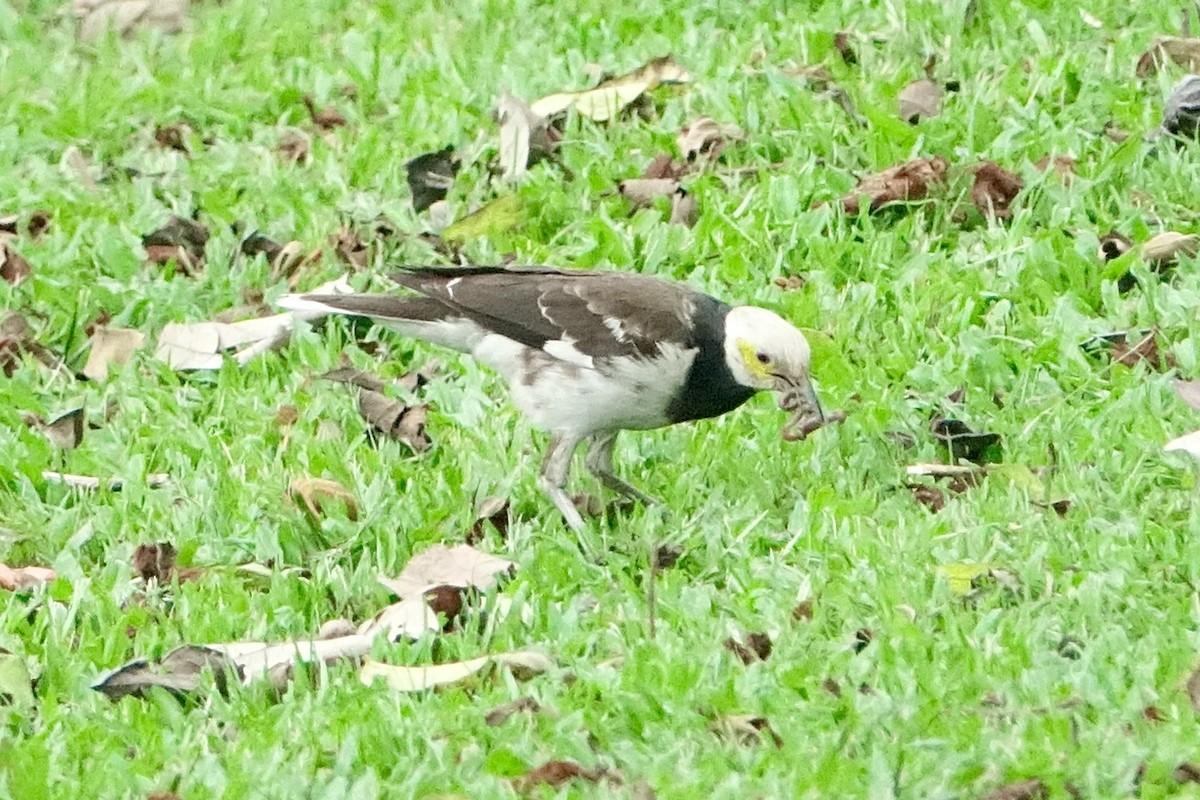 Black-collared Starling - ML620259160