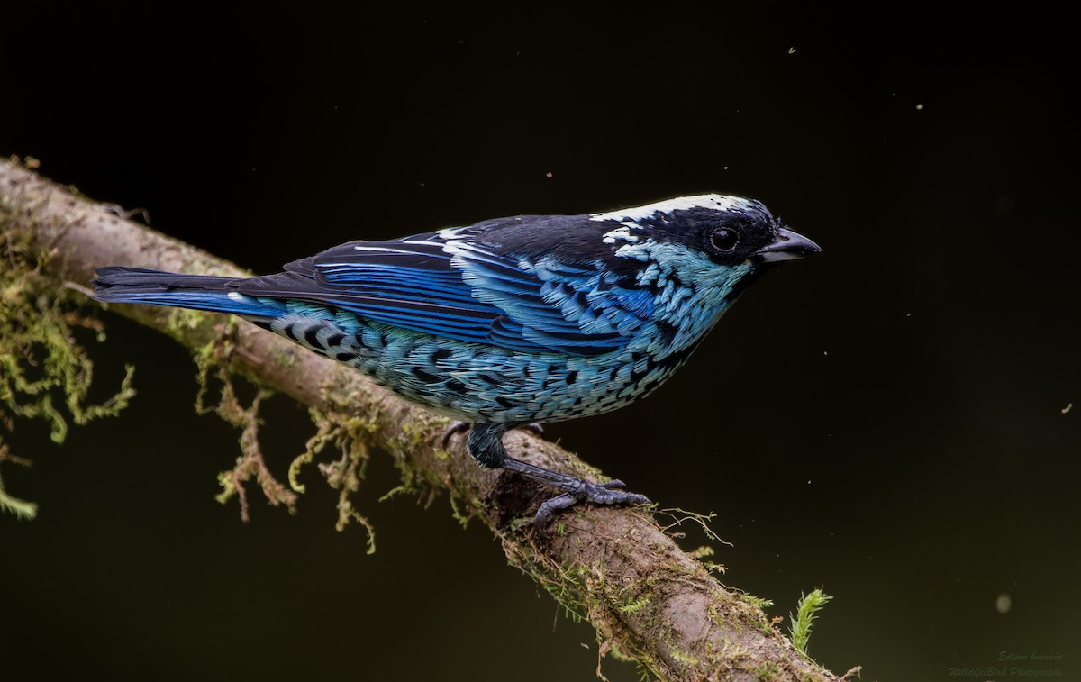 Beryl-spangled Tanager - ML620259165