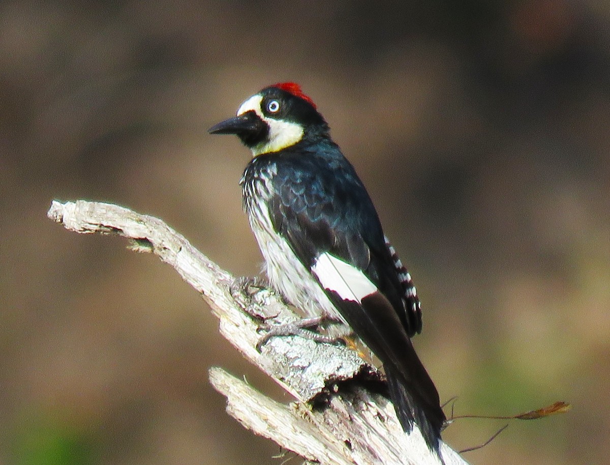 Acorn Woodpecker - ML620259170