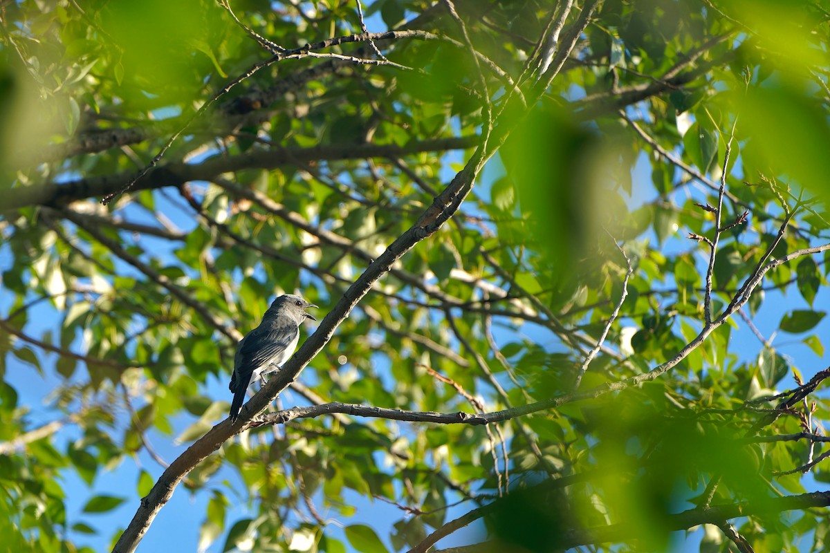 Black-winged Cuckooshrike - ML620259172