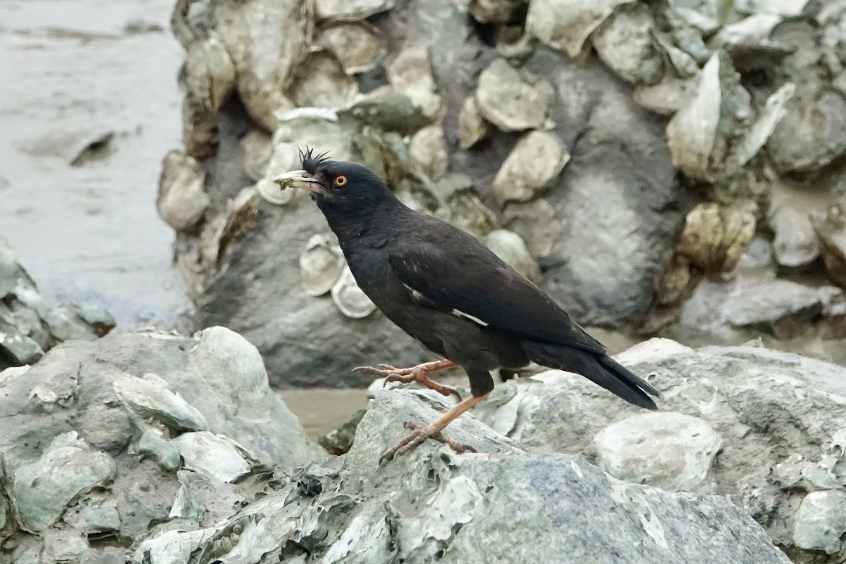 Crested Myna - ML620259176