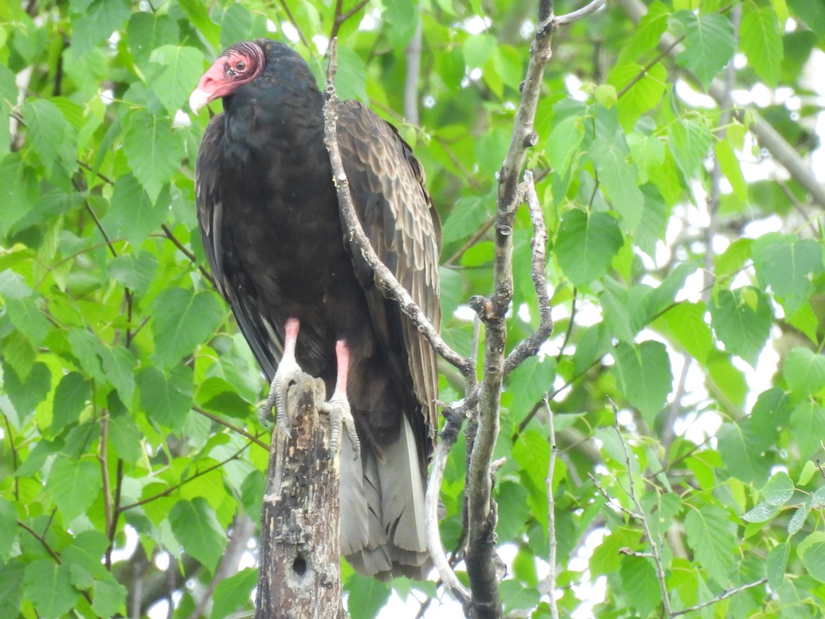 Turkey Vulture - ML620259187