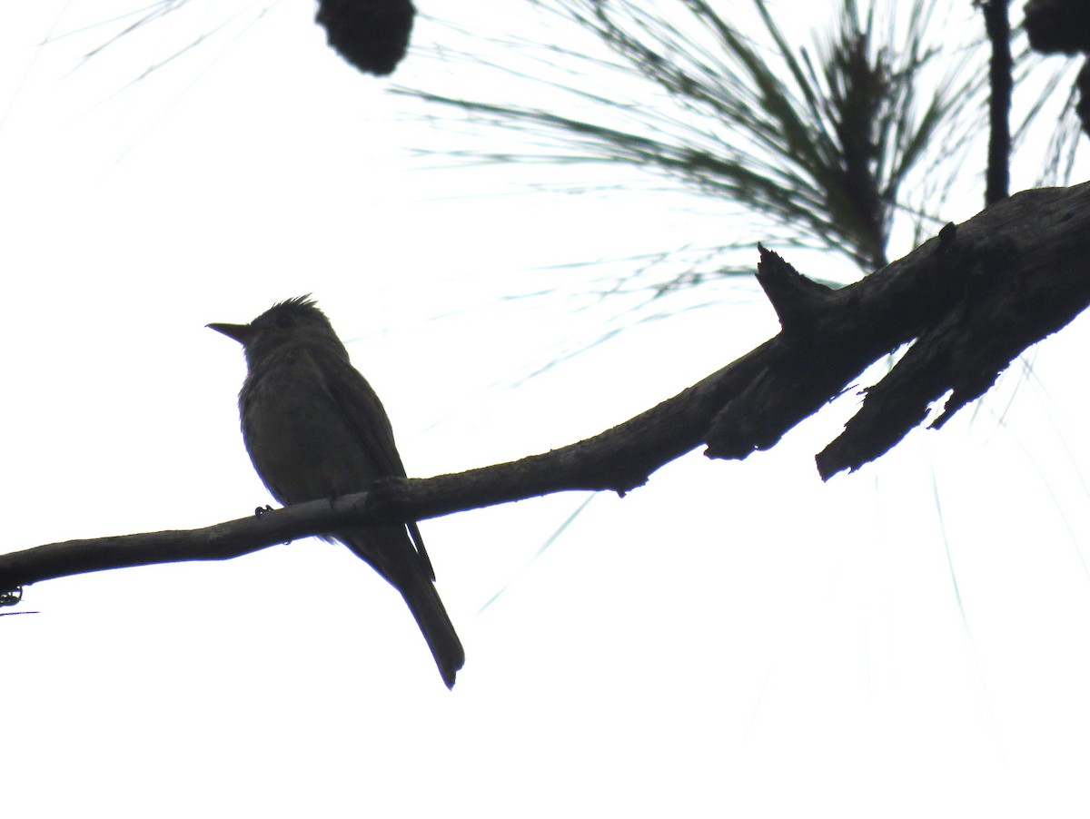 Greater Pewee - ML620259188