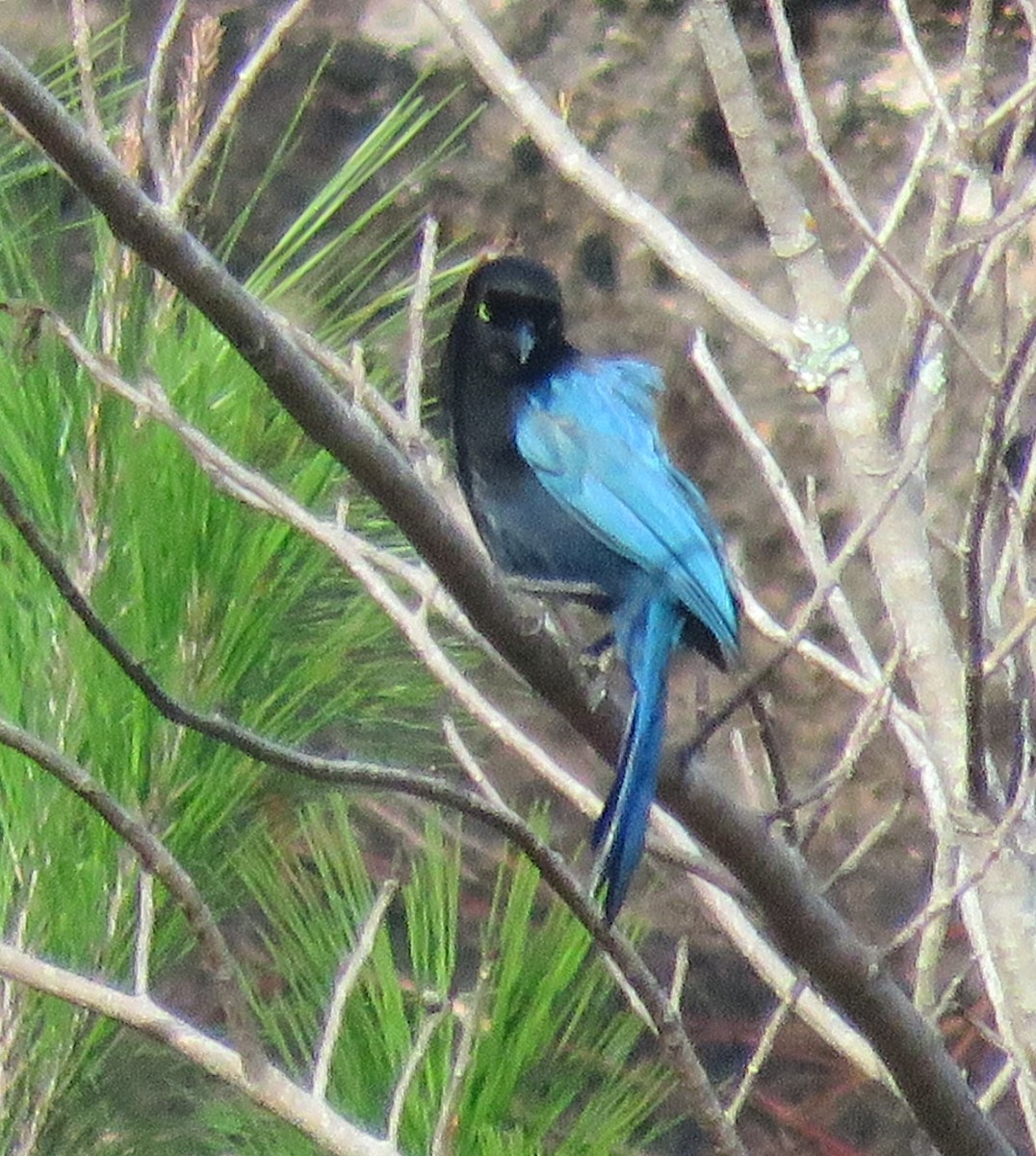 Bushy-crested Jay - ML620259191