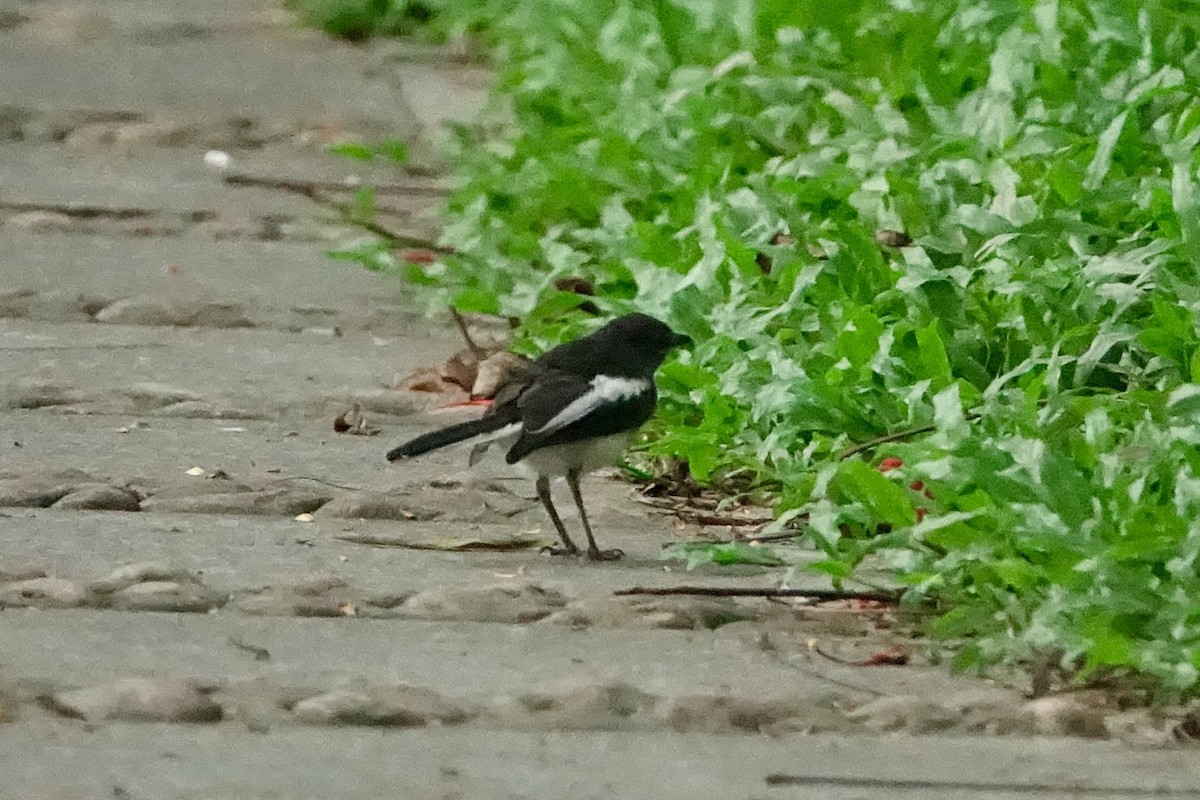 Oriental Magpie-Robin - ML620259205