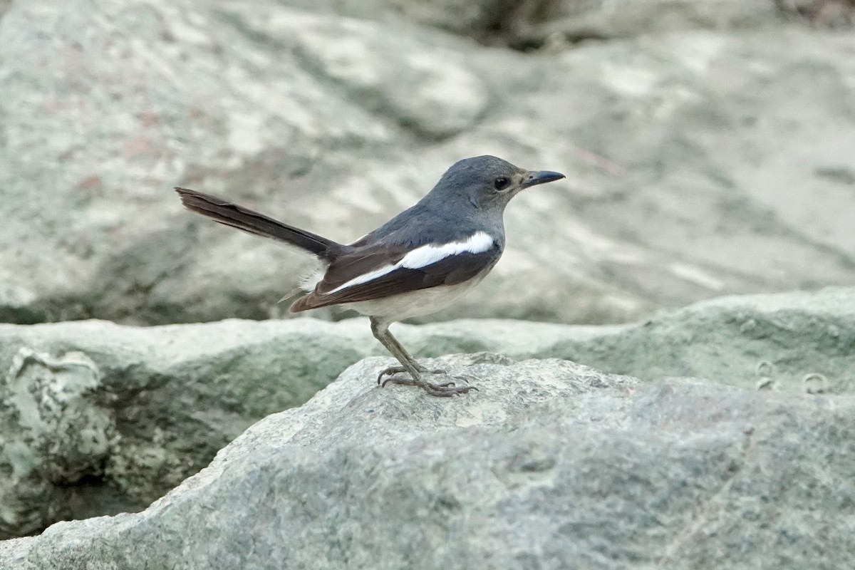 Oriental Magpie-Robin - ML620259206