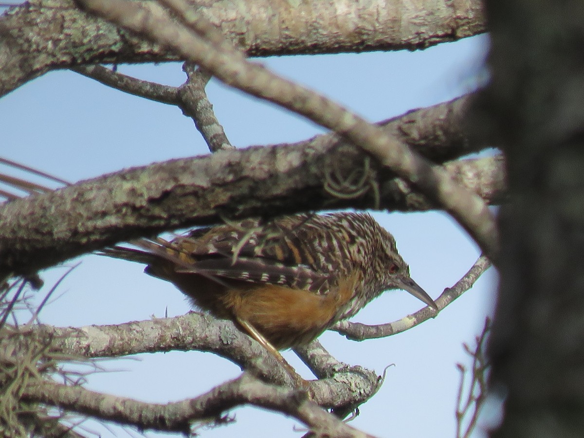 Band-backed Wren - ML620259214