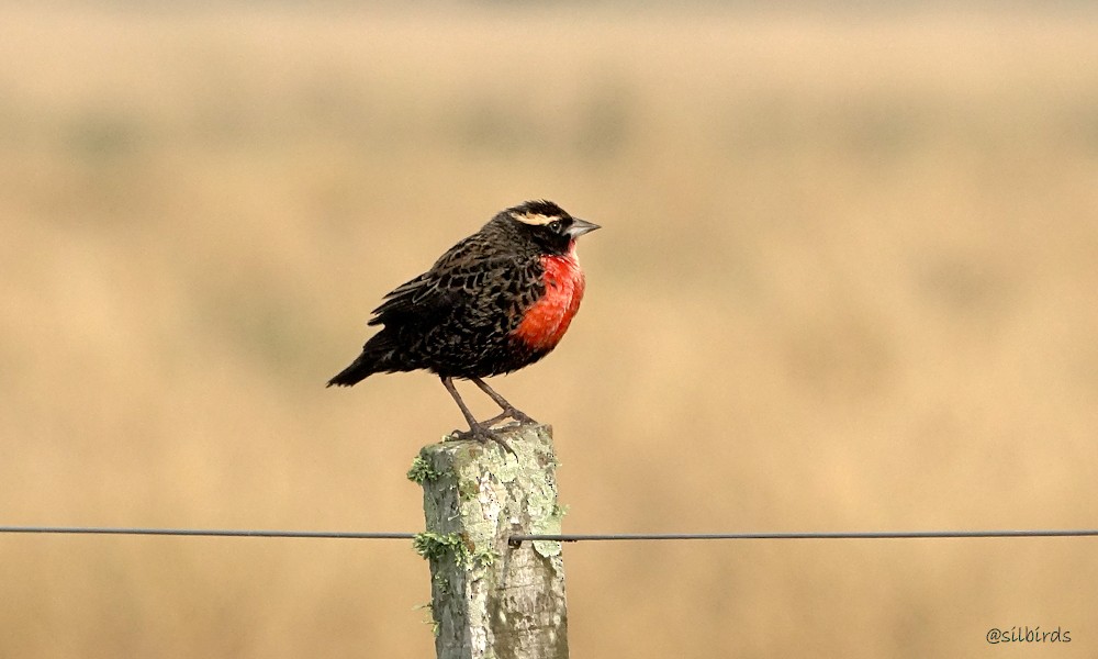 White-browed Meadowlark - ML620259215