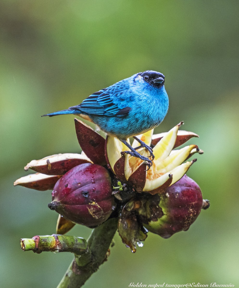 Golden-naped Tanager - ML620259216