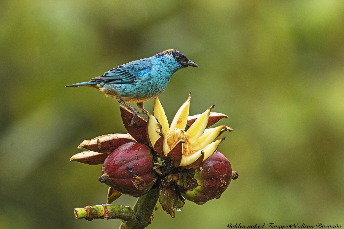 Golden-naped Tanager - ML620259217