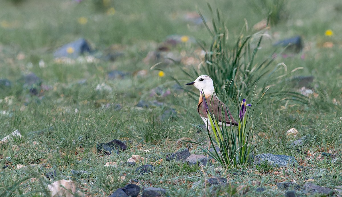 Oriental Plover - ML620259220