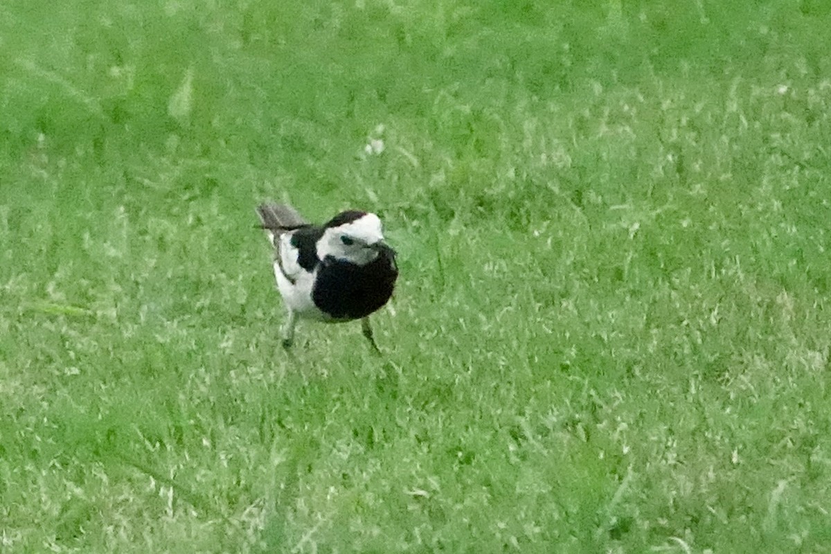 White Wagtail - ML620259224