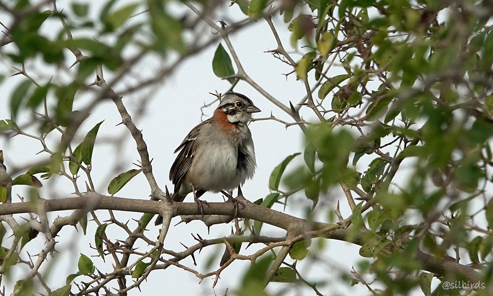 Rufous-collared Sparrow - ML620259228