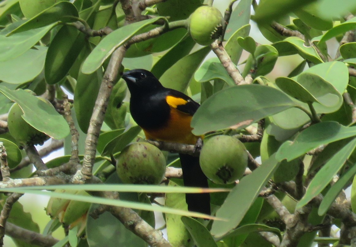 Black-vented Oriole - ML620259231
