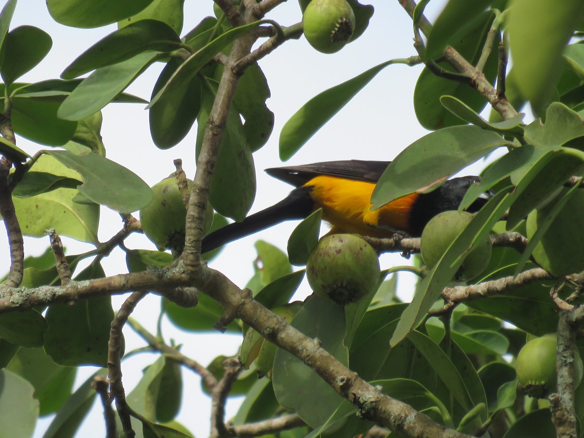 Black-vented Oriole - ML620259232