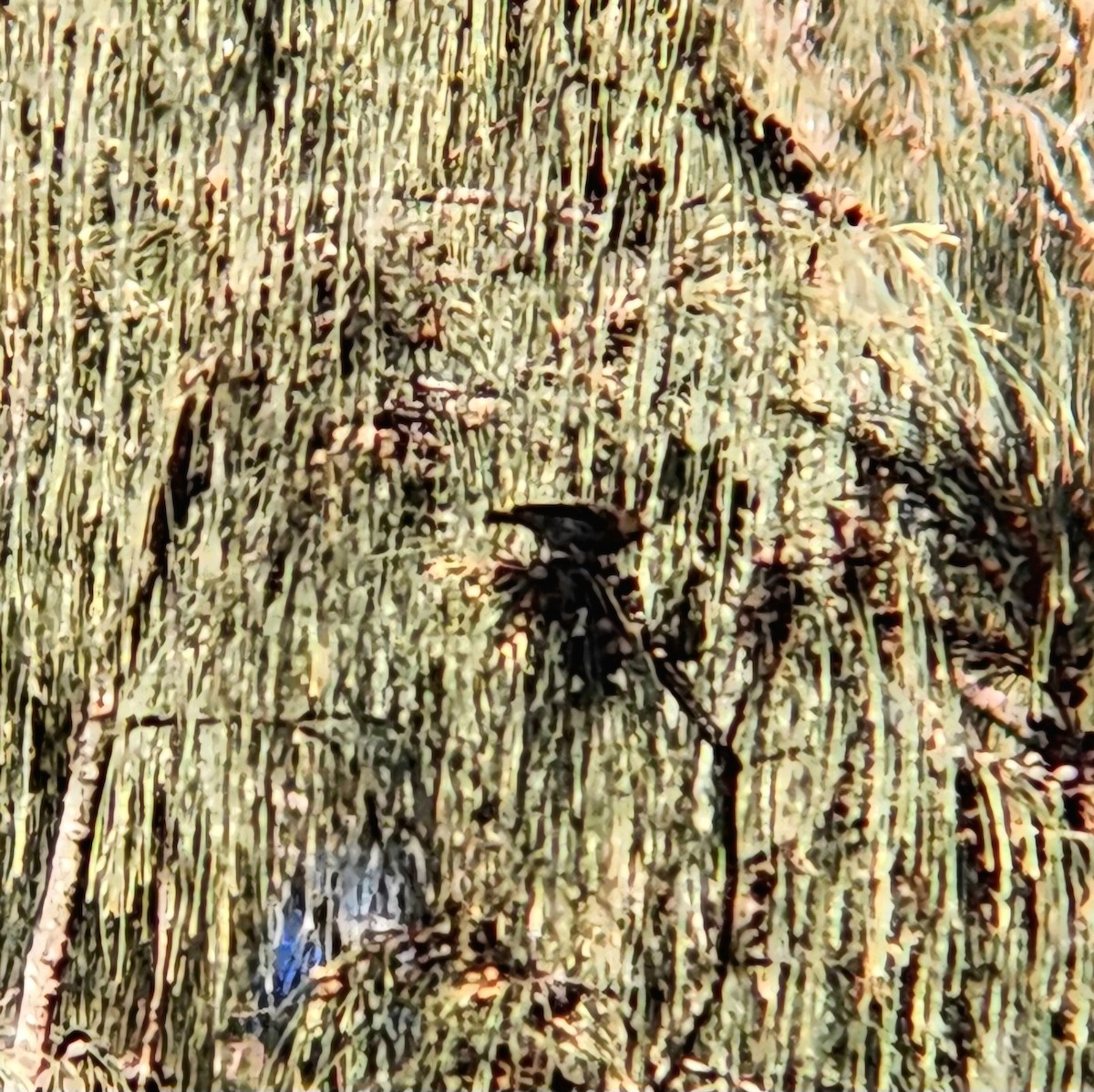 Indonesian Serin - Octavianti Puspita