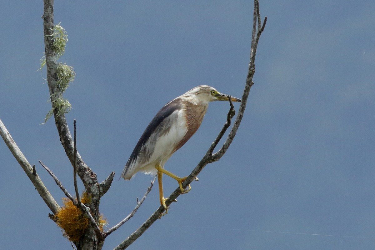 Javan Pond-Heron - ML620259236