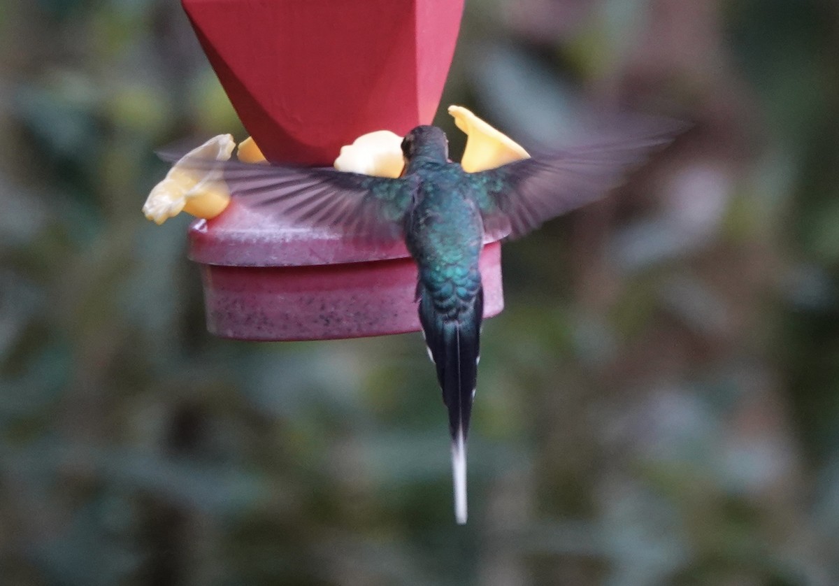 Зелёный колибри-отшельник - ML620259238