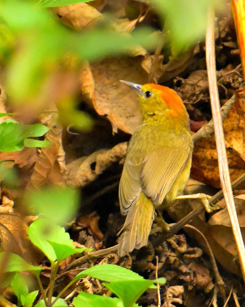 Rufous-capped Babbler - ML620259241