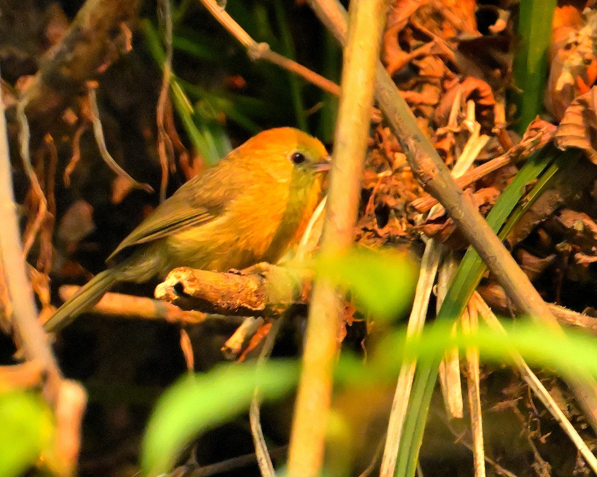 Rufous-capped Babbler - ML620259242