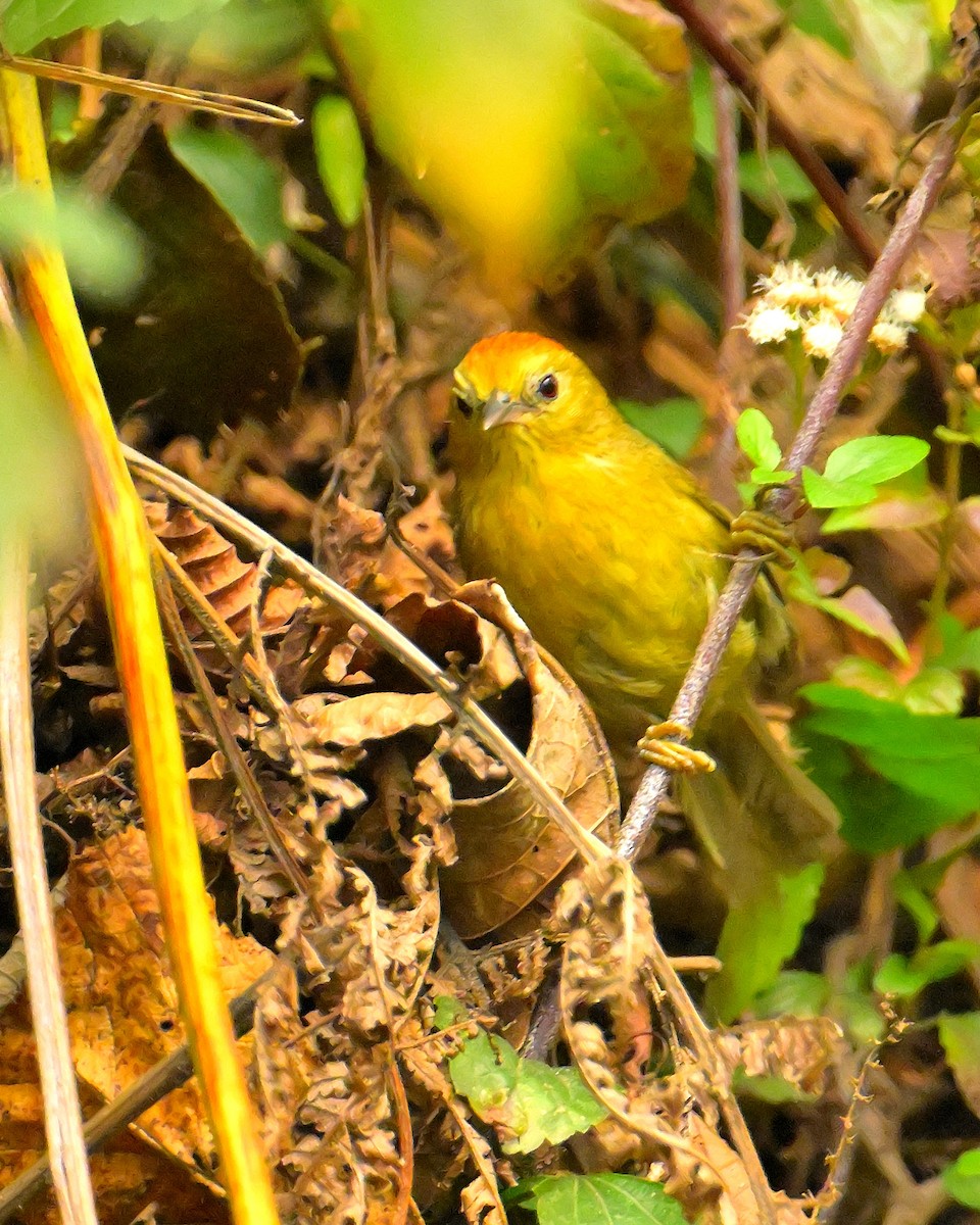 Timalí Coronirrojo - ML620259244