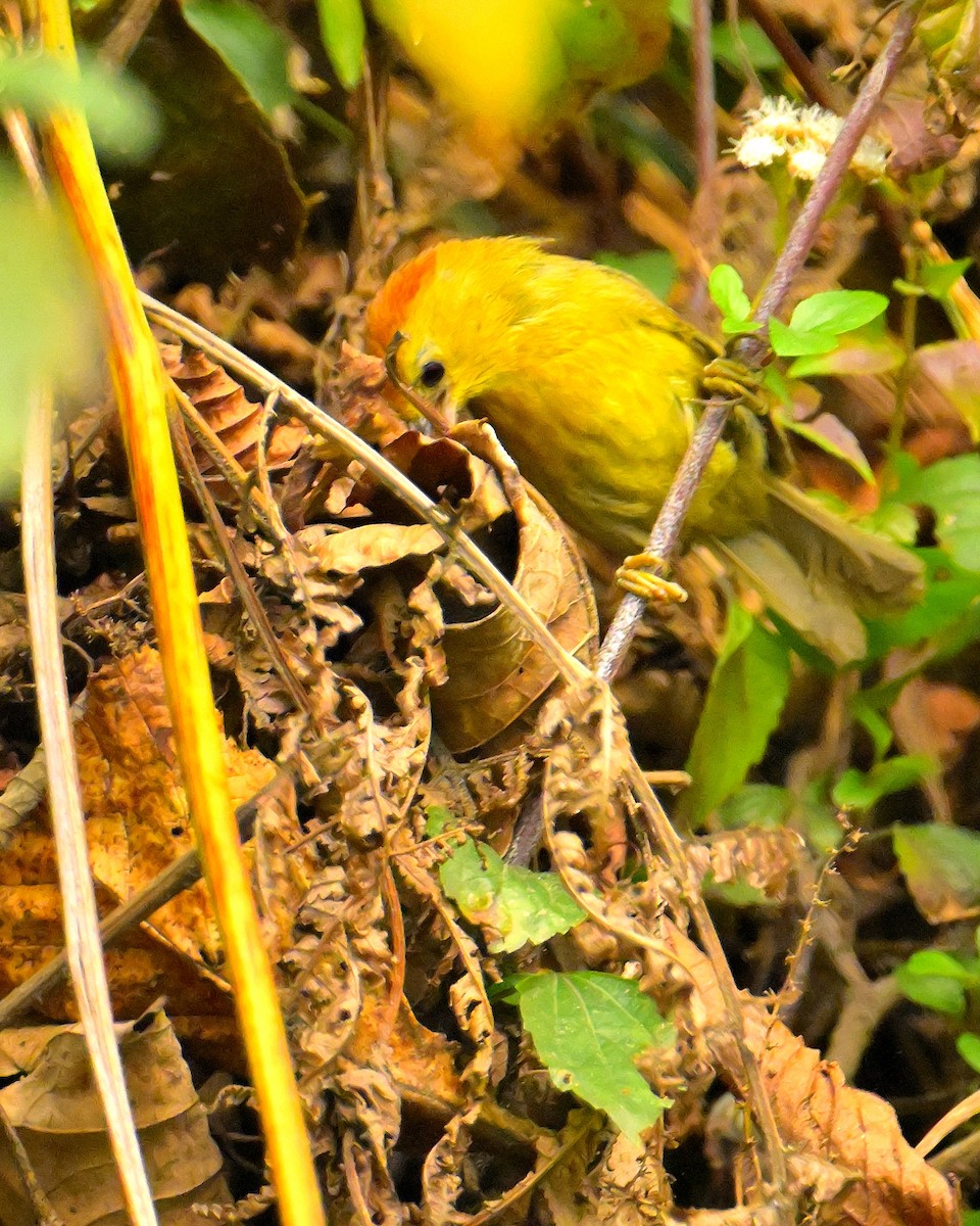 Rufous-capped Babbler - ML620259245