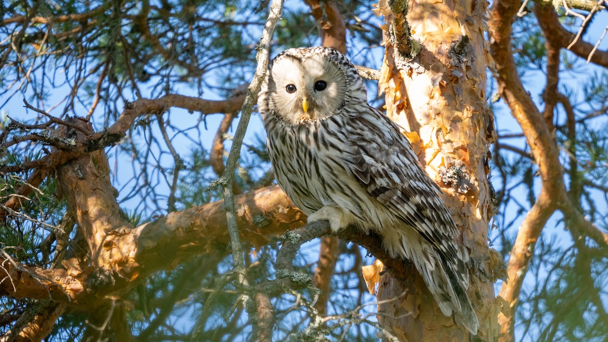 Ural Owl - ML620259254