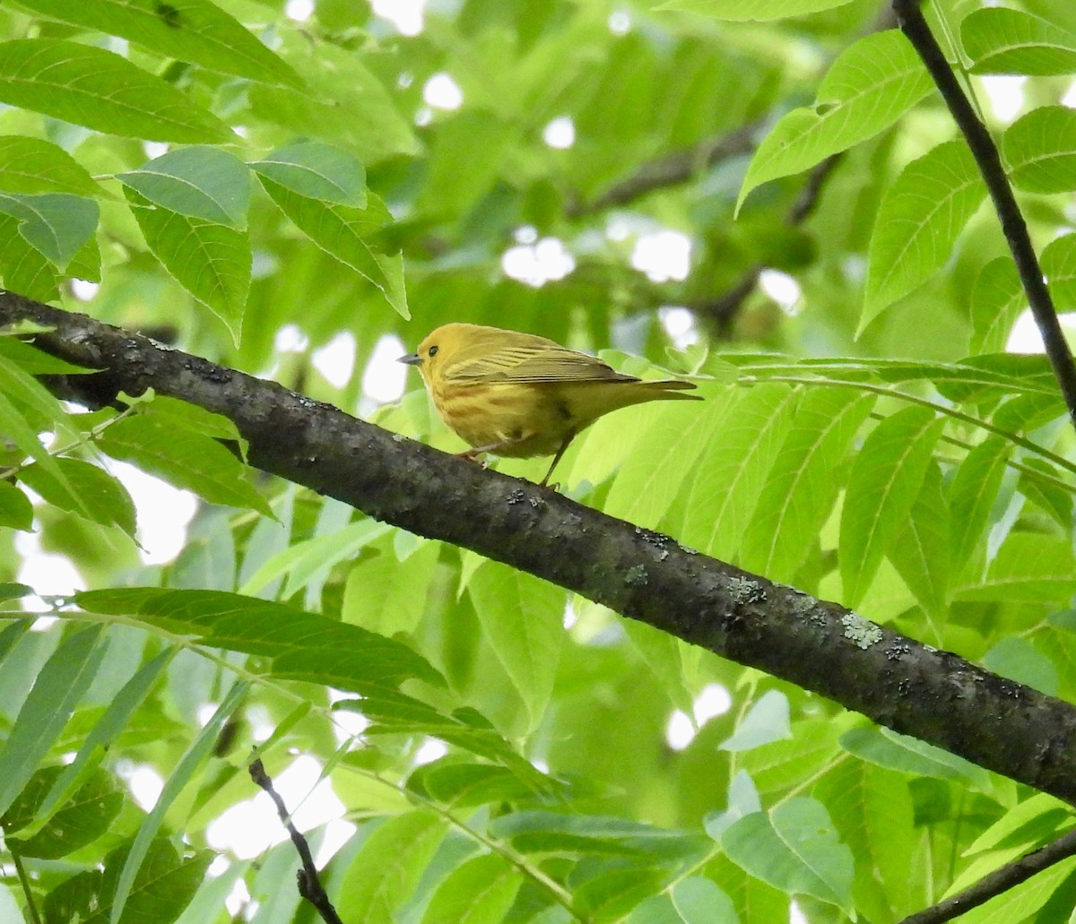 Yellow Warbler - ML620259255