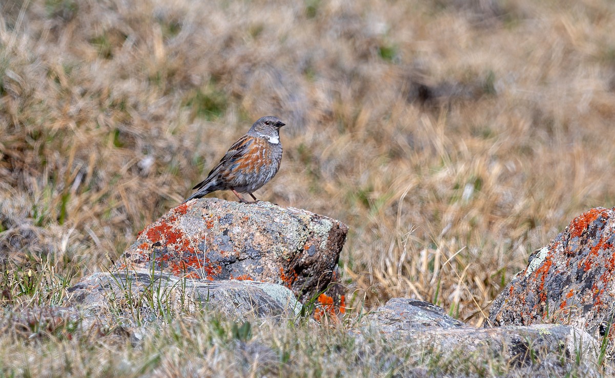 Altai Accentor - Nick Bray