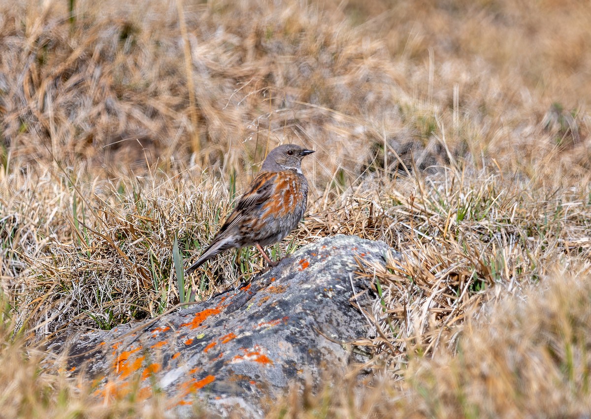 Altai Accentor - ML620259260