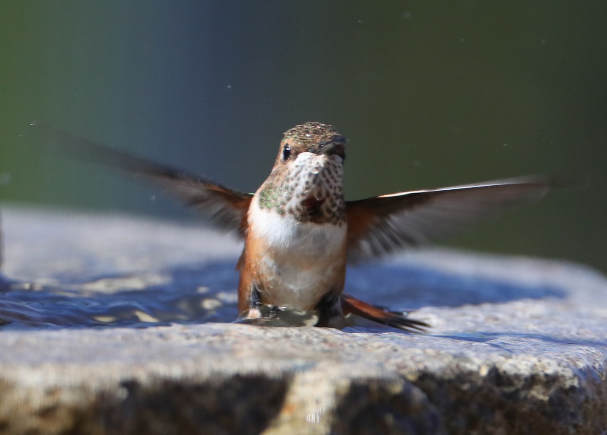 Rufous/Allen's Hummingbird - ML620259261