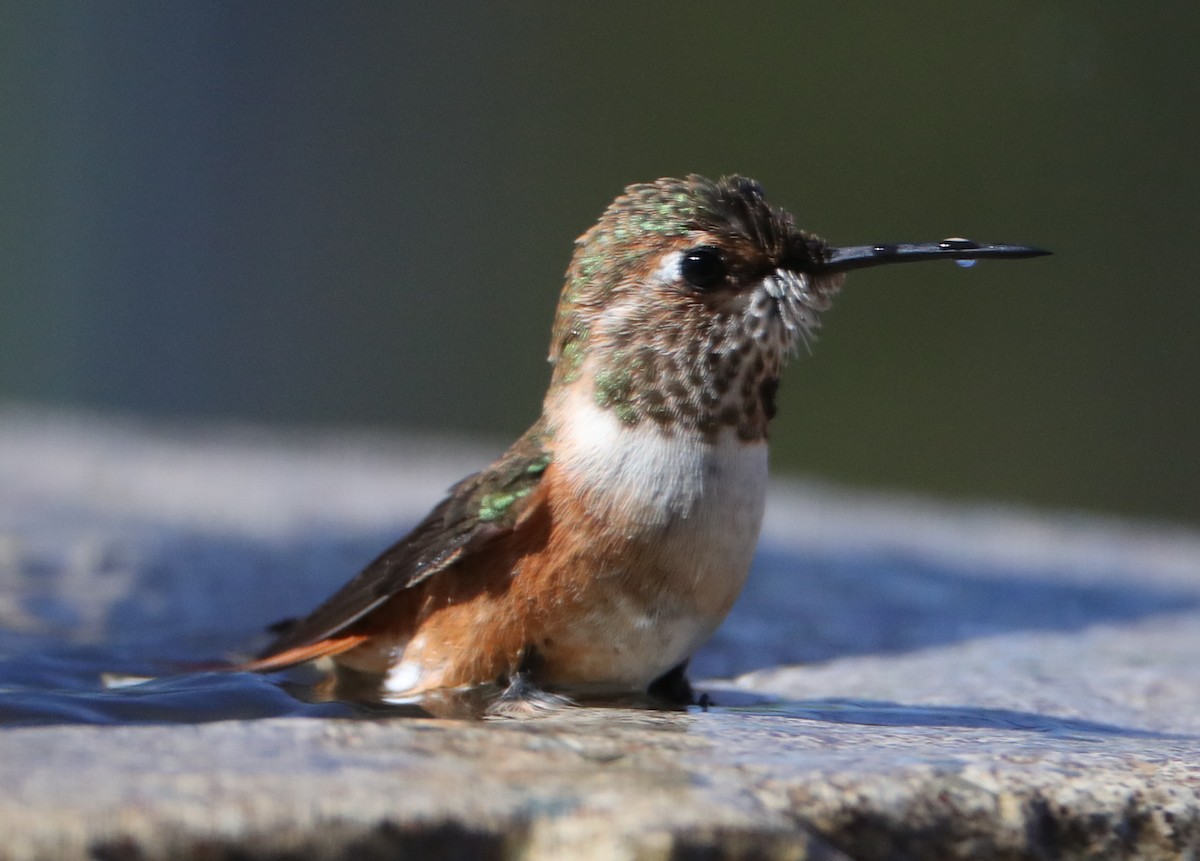 Rufous/Allen's Hummingbird - Linda Dalton