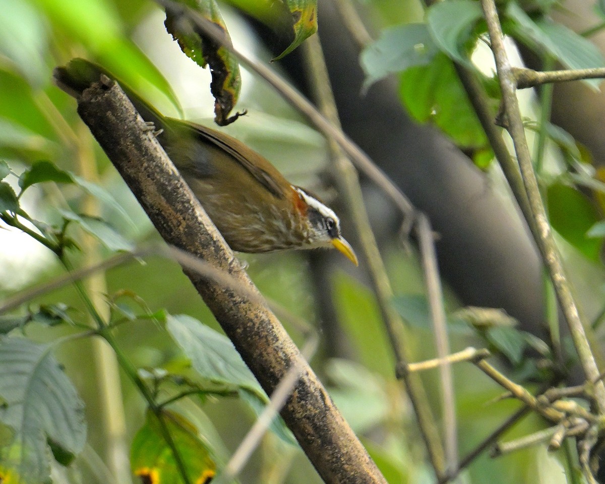 Streak-breasted Scimitar-Babbler - ML620259266