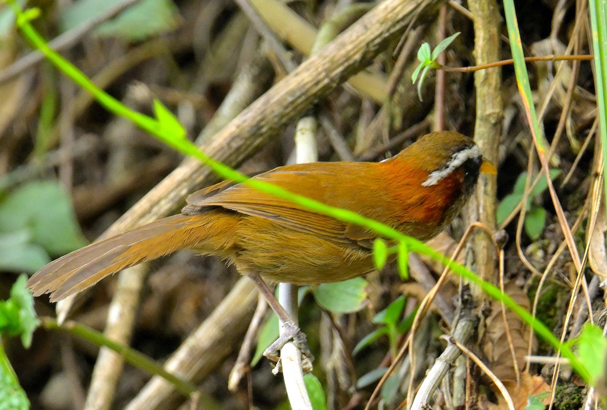 Streak-breasted Scimitar-Babbler - ML620259267